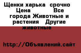 Щенки харька! срочно. › Цена ­ 5 000 - Все города Животные и растения » Другие животные   